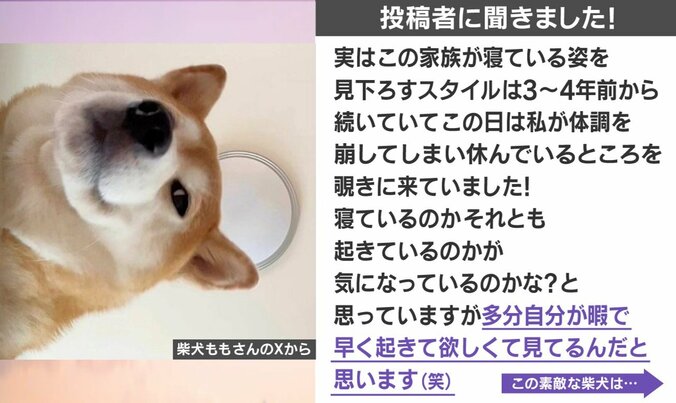 監視する柴犬の姿