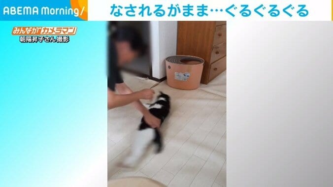 床で“くるくる”回されるのが大好きな猫 されるがままの独特な遊びに飼い主「10年以上癒やされてる」 1枚目