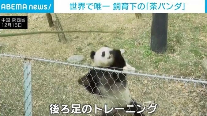 後ろ足のトレーニングを行う「チーザイ」