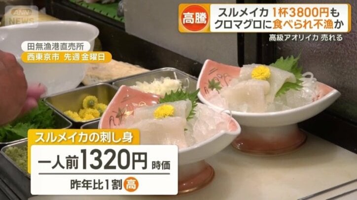 スルメイカの刺し身