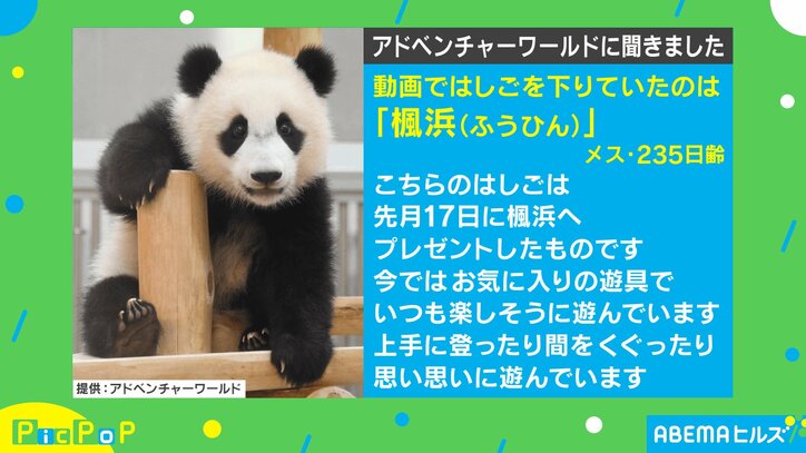 200万再生超え！ パンダの赤ちゃんが見せた斬新すぎる“はしご下り”