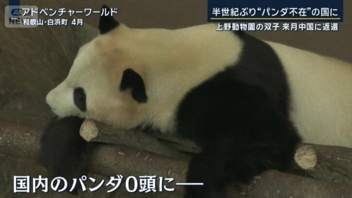 国内のパンダがゼロに