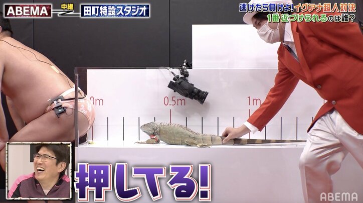 とにかく明るい安村、イグアナに尻を舐められる「怖い！」