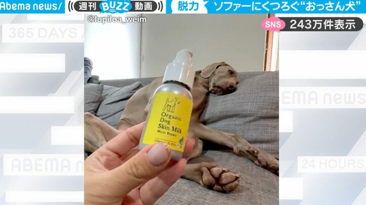 “商品の使い方”動画を撮るつもりが… ソファにくつろぐ「おっさん犬」動画になってしまって一切頭に入ってこない