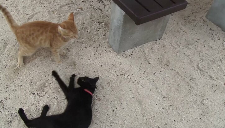 天使さんかな? 沖縄の島々で美猫に遭遇ニャン!「美ら猫」シリーズ連続放送