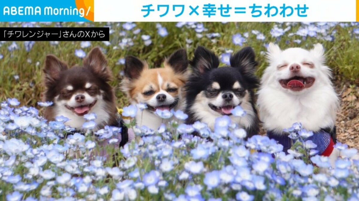 【hunnyページ】ぎゅうぎゅうチワワさん  ネモフィラ畑のチワワさん hunnyページ】ぎゅうぎゅうチワワさん ネモフィラ畑のチワワさん