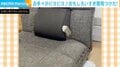 お手々がピョコピョコ…“座椅子のすき間”で遊ぶ猫の様子に「今日の疲れがゼロになった」など反響