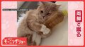 やめられニャイ!一心不乱に両脚キック ペットボトルを蹴り続けるネコちゃん なぜ?