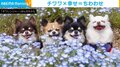 "幸せあふれる光景" 花畑に並ぶ4匹のチワワが話題 「全てが可愛い」「人を笑顔にさせてくれる」