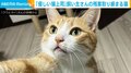 残業の取り締まりが厳しい猫 在宅勤務をする飼い主への“優しい猫パンチ”が話題