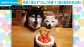 仲良く暮らす“わんこ夫婦” 17歳の誕生日を迎え祝福の声続々 「寄り添っててかわいいツーショット!!」