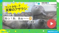 【映像】アザラシ同士が衝突する“笑撃の瞬間”