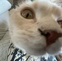 しょうくん『地雷踏んだ話』