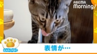 【映像】天使→悪魔に豹変する猫の表情