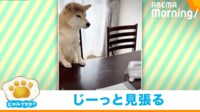 【映像】え、お母さん? 柴犬の「まったくもう」と言わんばかりのじっとり視線