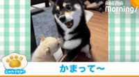【映像】悲劇…？ 妹に“お返し”される姉犬（子犬時代との比較ショットも）