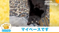 【映像】動いてほしい…ぽっちゃり黒猫の想定外の“反応”