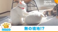 【映像】猫たちがまどろむ中に“モミ神さま”降臨 「尊い」「ありがたや」と反響