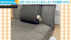 お手々がピョコピョコ…“座椅子のすき間”で遊ぶ猫の様子に「今日の疲れがゼロになった」など反響