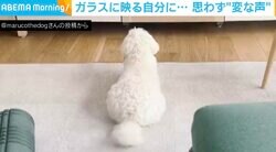ガラスに映った自分と話す犬 飼い主にバレた瞬間の恥じらう姿が可愛い