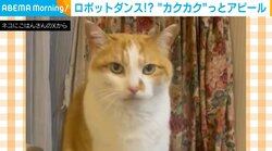 不思議な動きでごはんを催促する猫！まるで“ロボットダンス”のように動く姿に反響