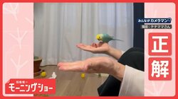 「どっちに入ってる？」　お見事！全問即答＆的中　天才インコさん　なぜ正解できる？