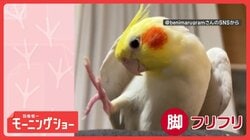 ご機嫌　鳥オンステージ！　脚フリフリで歌うインコさん　歌に合わせて踊ってるの？