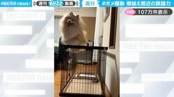 ケージを超える驚異的ジャンプ力！飛び跳ねるポメラニアンに「トランポリンにしか見えない」と反響