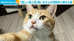 残業の取り締まりが厳しい猫 在宅勤務をする飼い主への“優しい猫パンチ”が話題