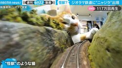 行く手を阻む“怪獣”のような猫 予想外の行動に「これは回避できない」諦めの声 