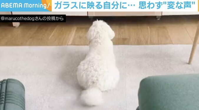 ガラスに映った自分と話す犬 飼い主にバレた瞬間の恥じらう姿が可愛い 1枚目