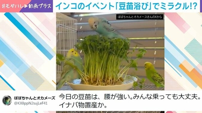 インコの「豆苗浴び」