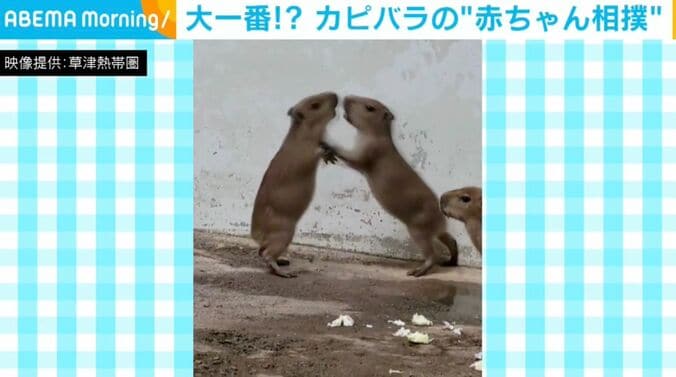 カピバラの赤ちゃん