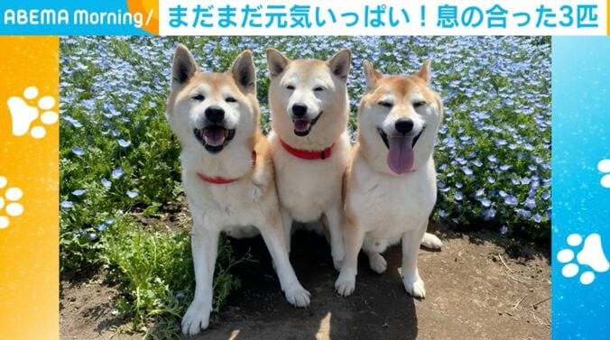 柴犬3匹