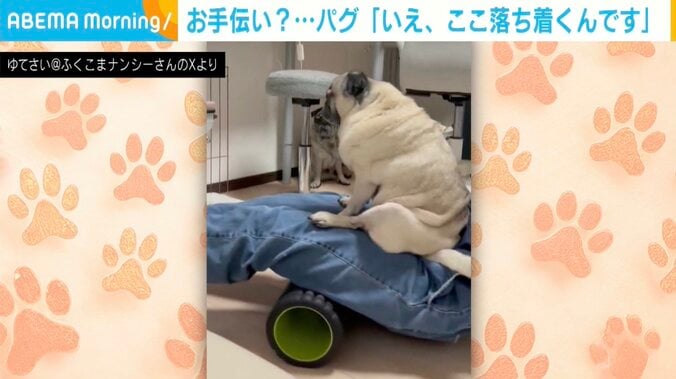 パグのナンシーちゃん