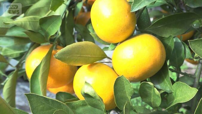 ミカン豊作、安くて甘い　カメムシ被害の去年から一転　スーパーでは飛ぶように売れ 1枚目