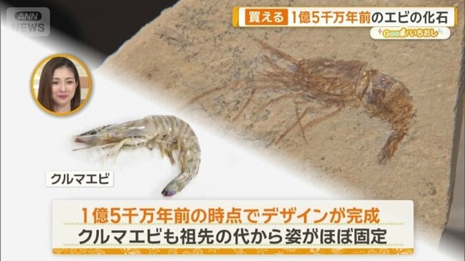 エビの化石