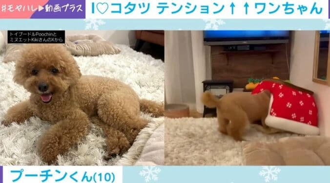 トイプードルのプーチンくん