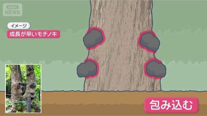 数百年かけて石を飲み込む