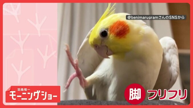 ご機嫌　鳥オンステージ！　脚フリフリで歌うインコさん　歌に合わせて踊ってるの？ 1枚目