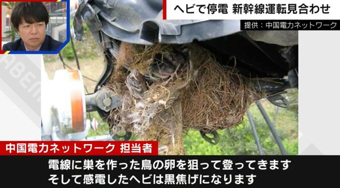 電線に巣を作った鳥の卵