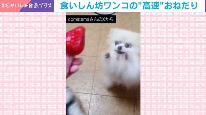 こまちちゃん