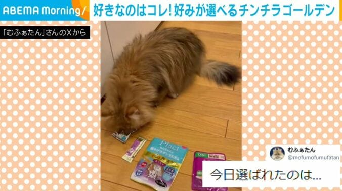 むふぁたんくん