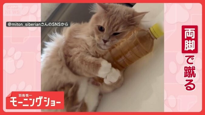 やめられニャイ！一心不乱に両脚キック　ペットボトルを蹴り続けるネコちゃん　なぜ？ 1枚目