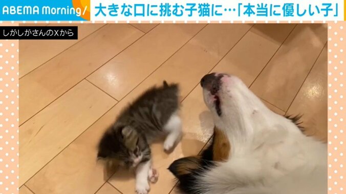 子猫のキウイくんとオーストラリアンシェパードのカイルくん