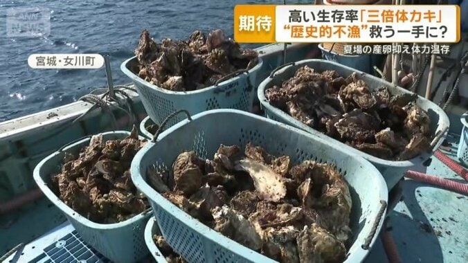 宮城・女川町で水揚げされたカキ
