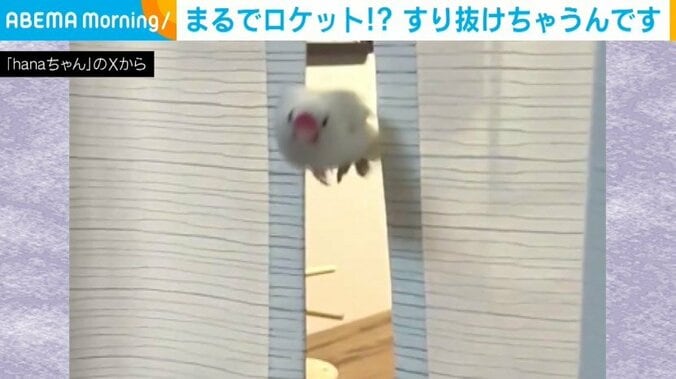 文鳥のはなちゃん（6歳）