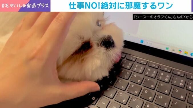 オラフくん