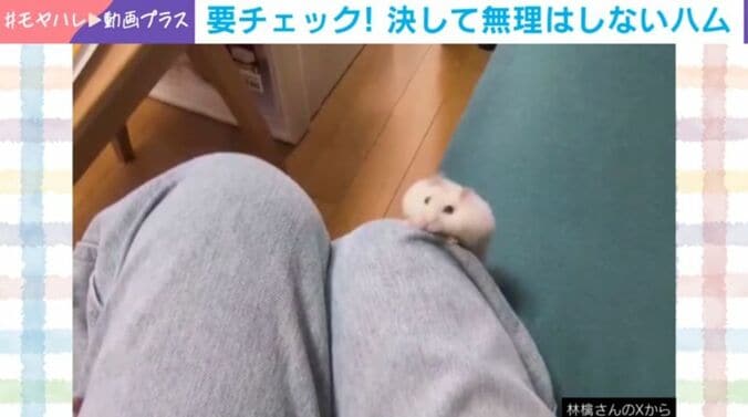 おもちくん