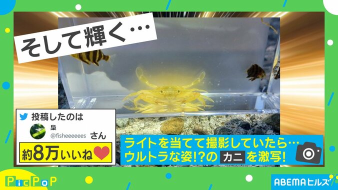 黄金に輝くカニ爆誕！？ すさまじい光を放つ“驚きの姿”に「金運が良くなりそうw」「変身する5秒前」と反響続々 2枚目